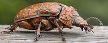 A Detailed Macro Photography Image Of A Brown Beetle On A Wooden Surface With A Blurred Background
