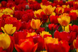 Spring flowers tulips close-up in the garden. Bright multicolored background in the sunlight. Full frame with blurred background. The concept of a holiday, Mother's Day, women's day. Landscaping parks