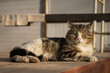 The cat is basking in the sun. Funny striped gray-white kitten enjoys the warm rays of the sun. Street yard cat close-up. The concept of spring, warmth, relaxation and peace. Funny portrait of a pet