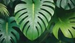 Blur green leaves pattern for summer or spring season concept,leaf of monstera with bokeh textured background