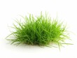 A vibrant tuft of green grass with visible roots, isolated against a white background, represents growth and environment.