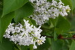 The Common White Lilac (Syringa vulgaris) is an ornamental shrub with stunning flowers of intoxicatingly fragrant flowers close up.
