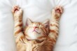 Cute Orange Cat Lying on a White Bed, Happy Expression, Hands Raised Above Head