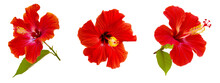 Bright Large Flower And Leaf Of Red Hibiscus Isolated On White Background