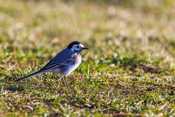 Canvas Print - White wagtail on a meadow