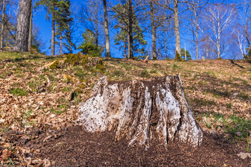 Poster - Anthill on a tree stump in a woodland at springtime