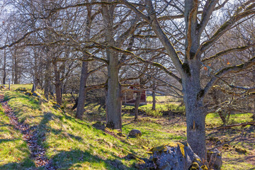 Wall Mural - Sunny spring day in a deciduous forest with a path