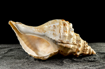 Pleuroploca trapezium seashell on a dark background