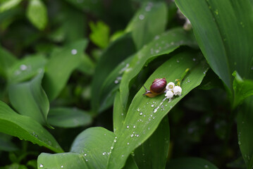 Wall Mural - A snail crawls on a lily of the valley leaf