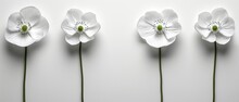   Four White Flowers Line Up On A White Background With Two Flowers Centered In The Row