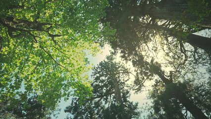 Wall Mural - bottom up view of lush green foliage of trees with sunlight morning. spring and summer background
