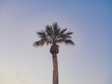 Fototapeta  - palm tree at sunrise