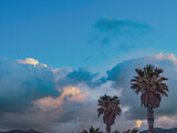 Fototapeta  - palms and sunrise sky