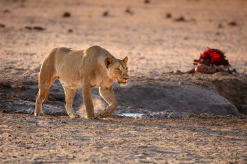 Wall Mural - prowling lioness (panthera leo) on the hunt for prey