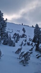 Wall Mural - Frozen coniferous trees on the mountain hills with white hoarfrost on the needles. Snowy winter scene