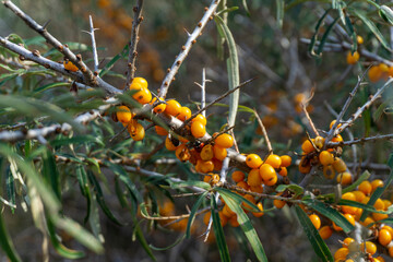 Wall Mural - Hippophae or sea buckthorns on the branch.