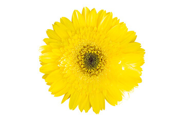 Wall Mural - Top view of yellow gerbera flower bloom isolated on white background included clipping path.