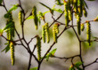 Dieses Frühlingsfoto zeigt zarte Anzeichen des Frühlings, während die ersten Blüten an den zarten Ästen eines Baumes in Unna erblühen. Ein wunderschöner Frühlingstag wird durch das Bild eingefangen.