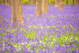 Fototapeta Tulipany - Bluebells among the trees in the forest.