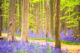 Fototapeta Zachód słońca - Bluebells among the trees in the forest.