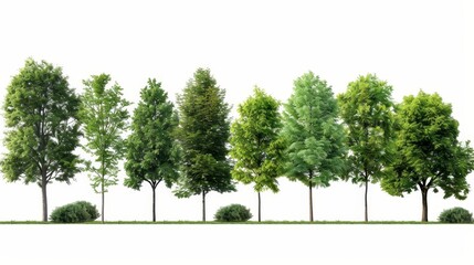 Poster - A row of trees and shrubs isolated on a white background in summer. Forest and foliage in summer.