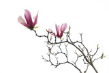 Fototapeta Sawanna - Two pink magnolia flowers blooming on a branch. Solid white background.