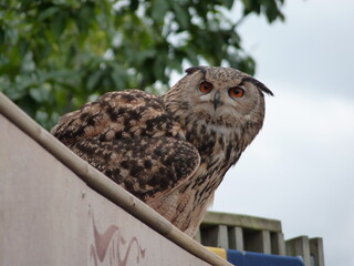 Poster - Hibou