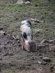 Wall Mural - Cochon de ferme