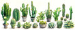 Diverse collection of cacti and succulents in various pots arrayed against white background. Vivid green tones and array of unique shapes create an eye-catching botanical composition