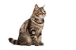 © PhotoFolio Finds - Studio portrait of a sitting tabby cat looking forward against a white backdground