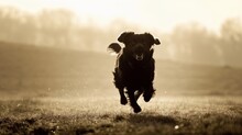 Black Dog Labrador Retriever Running In A Field On A Sunny Day.