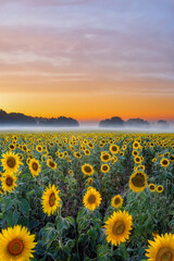 Wall Mural - A field of sunflowers at sunrise