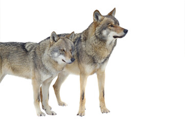 Wall Mural - Wolf and she-wolf isolated on white background