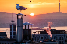 Istanbul, Turkey Sunrise And Skyline Of The City, The Bosporus, A Seagull And The Camlica Tower