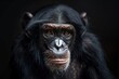 Close-up portrait of a chimpanzee with a contemplative expression, Generated AI.