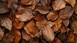background with organic texture and pattern found in nature, such as leaves, for a visually engaging background in advertisements