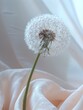 Dandelion with dew drops on a soft white fabric background, Generated AI.