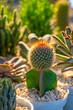 Mini Gymnocalycium cactus in the pot