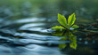 A green plant is seen floating on the surface of a body of water. The plants leaves are partially submerged, gently swaying with the movement of the water