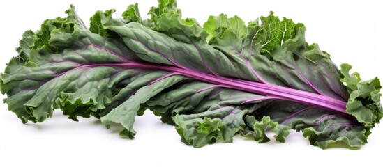 Canvas Print - A closeup shot of a kale leaf with striking purple edges against a white background. This leafy vegetable is a popular ingredient in cuisine, known for its vibrant colors and health benefits