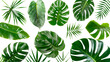 Different Tropical green leaves Isolated on Transparent Background, PNG Format