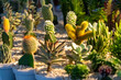Gymnocalycium and astrophytum cactus in pot