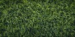 Lush Leafy Organic Texture Close-up