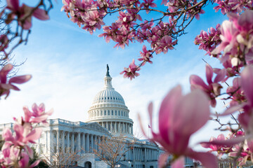 Canvas Print - Capitol building in blossom tree. Spring Capitol hill, Washington DC. Capitols dome in spring. United States capitol building in spring. Congress during the spring cherry blossom season.