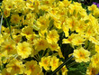 yellow primula - bright flowers at spring. Close-up
