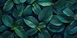 Vibrant Organic Leaf Texture Close-up