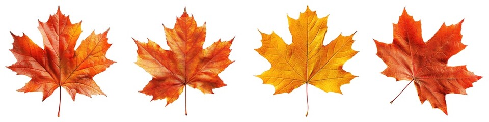 set of autumn maple leaves isolated on transparent background