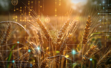 Wheat Wisdom: Infographic Insights Into Agricultural Innovation
