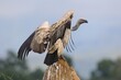 CAPE VULTURE (Gyps coprotheres), threatened status.  perched on boulder with wings spread