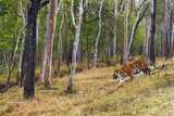 Fototapeta Sawanna - Bengal tiger or Indian tiger (Panthera tigris tigris), the tigress patrols its territory. Typical behavior of a big cat in the wild. An adult tiger crosses the road in the national park.